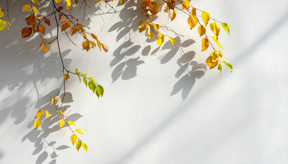 The background texture of a concrete wall with branches with yellow leaves and their shadows in autumn