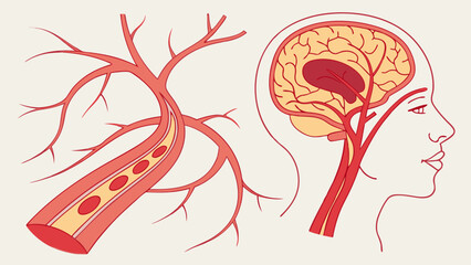 Medical Illustration Blood Vessels and Brain Circulation Diagram Anatomy Chart Healthcare Education.