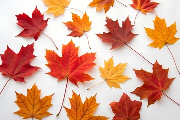 Vibrant autumn flat lay: Colorful red, orange, and yellow maple leaves scattered on a clean white background