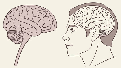 Medical Illustration of the Human Brain Side and Top Views Anatomy Diagram Neurological System Neuroscience Neurology Educational Chart Healthcare Medicine Science Biology Human Anatom.