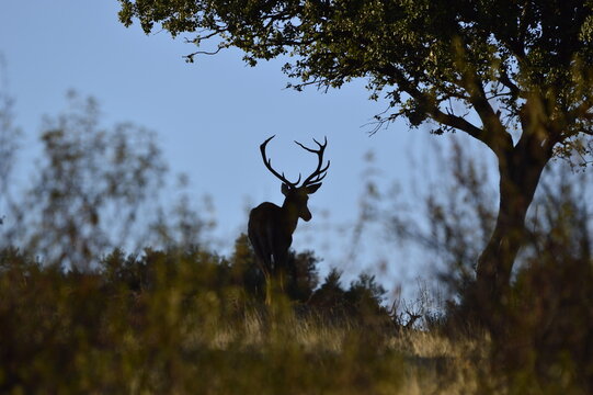 Ciervo macho o venado salvaje durante la berrea en el parque natural de monfrague