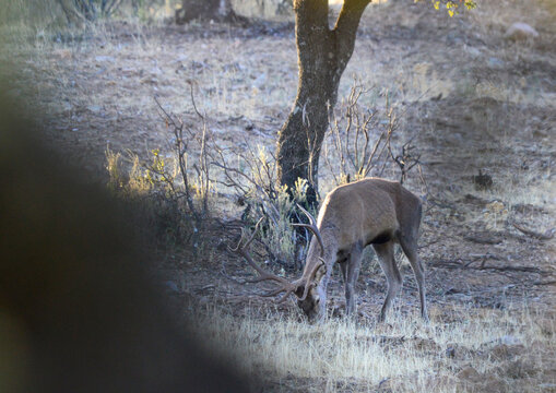 Ciervo macho o venado salvaje durante la berrea en el parque natural de monfrague