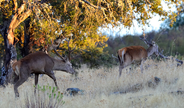 Ciervo macho o venado en la berrea junto a una hembra de ciervo o cierva en monfrague