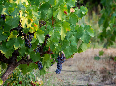 uvas negras en la parra