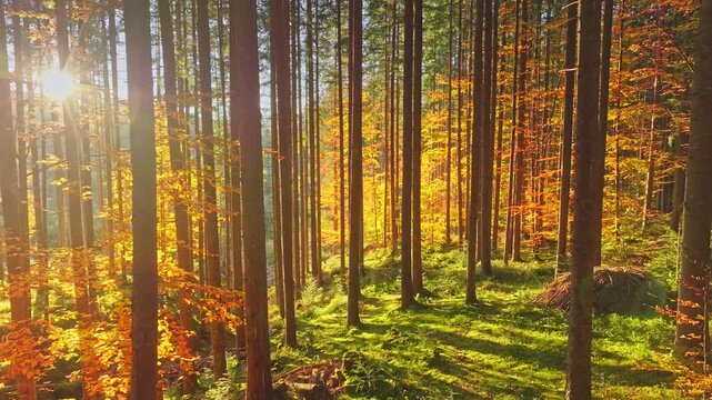 A forest scene with sunlight filtering through trees, showcasing nature