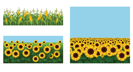 Colorful depictions of cornfields and sunflower fields in vector style