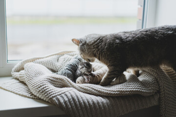 Two gray cats enjoy each other's company on a soft blanket by a sunny window. One cat is gently nuzzling the other, creating a sweet scene of affection and warmth.