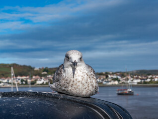 Views around Conwy North Wales UK Europe