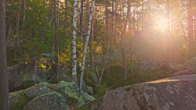 The bright sun is beautifully shining through the lush trees in the forest