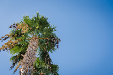 Close-up view of a tall palm tree with green fronds and fruit clusters against a bright blue sky on a sunny day, captured from a low angle.