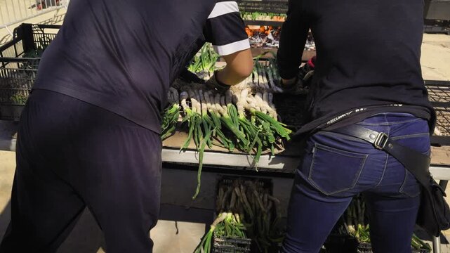 Onion Festival in Barcelona. Calcot are a variety of green onion with a sweet and mild flavour, grown mainly in Catalonia. High quality 4k footage