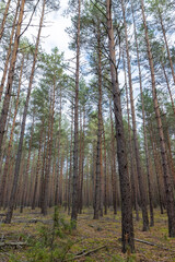 Obraz premium trees in a coniferous forest in the autumn season during leaf fall, changes in nature during the autumn season in a forest with old and tall pines