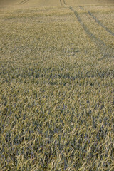 field with green wheat grains in the summer, monocultural wheat field for grain production and...