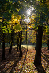 Obraz premium Beautiful autumn park with yellow leaves on tall maple trees in sunny weather in the autumn season, beautiful tall yellow maple trees with bright sunlight illuminating the yellowing trees