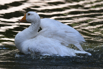 Ganso fêmea se banhando no lago do jardim do Museu da República - Catete - RJ