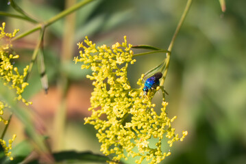幸せを運ぶ蜂　メタリックブルーが輝くオオセイボウ
