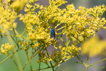 幸せを運ぶ蜂　メタリックブルーが輝くオオセイボウ