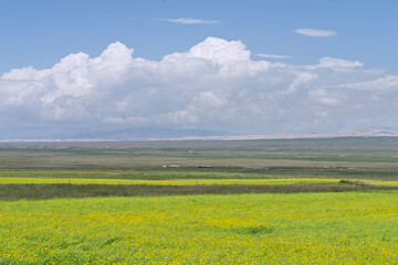 field of rapeseed