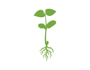 A green silhouette showcasing a sprouting bean plant with its leaves and root system, isolated on a white background.

