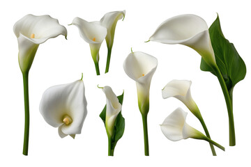 Elegant calla lilies. Isolated on transparent background, png