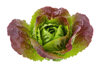 Isolated head of red romaine lettuce, healthy vegetarian food for cooking, salad, market
