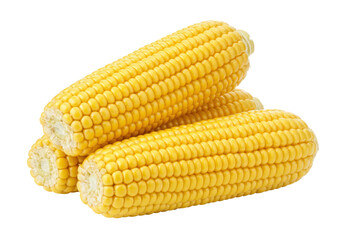 Isolated fresh sweet corn cobs, raw kernels ready to be cooked as delicious vegetables