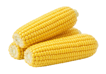 Isolated fresh sweet corn cobs, raw kernels ready to be cooked as delicious vegetables