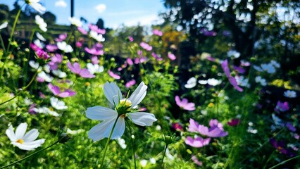 White cosmos flowers blooms among  the colorful flowers garden  © Gianti