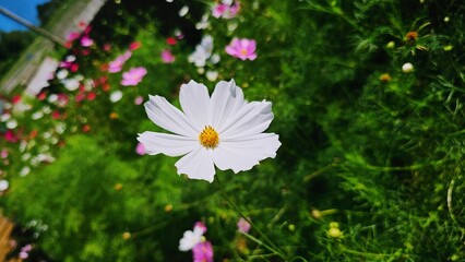 White cosmos flowers blooms among  the colorful flowers garden  © Gianti