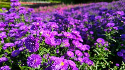 Lush and beautiful purple aster beds blooming in the summer garden.