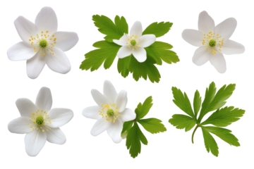 several delicate white flower and green leaves composition. Isolated on transparent background, png