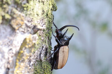 Five-horned rhinoceros beetle (Eupatorus gracilicornis) male 