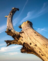 Driftwood branch against a clear blue sky