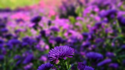 Lush and beautiful purple aster beds blooming in the summer garden.