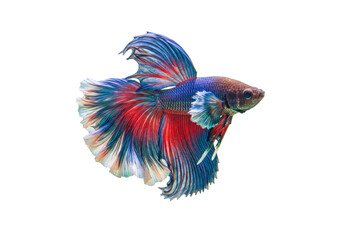 Isolated tropical Siamese fighting fish, Betta splendens, ornamental beauty, vibrant colors