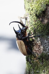 Five-horned rhinoceros beetle (Eupatorus gracilicornis) male 