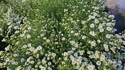 White daisy flower field. White daisies on spring meadow, summer garden wildflower bed with scenic view of mountain and blue sky as a background.