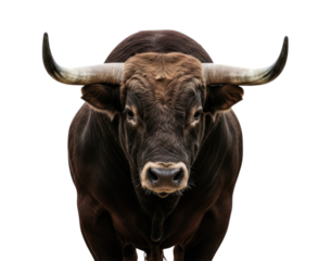 Strong bull standing confidently with focused expression, transparent background, cutout PNG