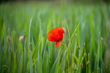 Klatschmohnbl&uuml;te
