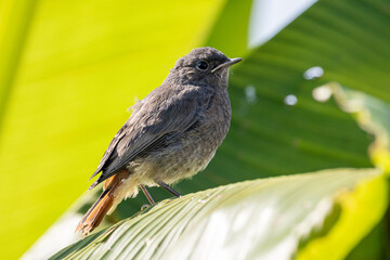 Hausrotschwanz Jungvogel 