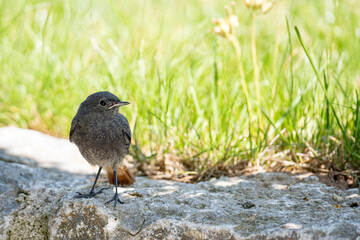 Hausrotschwanz Jungvogel 