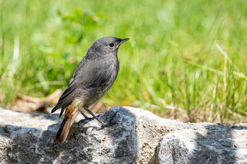 Hausrotschwanz Jungvogel 