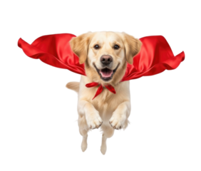 Golden retriever dog wearing a red cape soaring through the air with excitement, transparent background, cutout PNG
