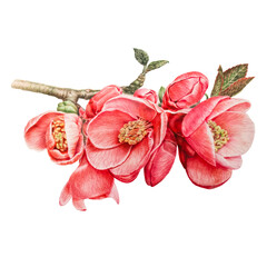 Branch of a flowering fruit tree, hand drawn on paper with colored pencils. Isolated image of an fruit tree flower on a white background. Not AI generated.