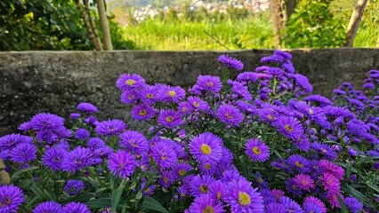 Lush and beautiful purple aster beds blooming in the summer garden.