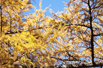 黄色に染まった植物