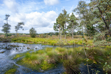 Moorlandschaft in der L&uuml;neburger Heide