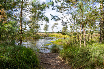 Moorlandschaft in der L&uuml;neburger Heide