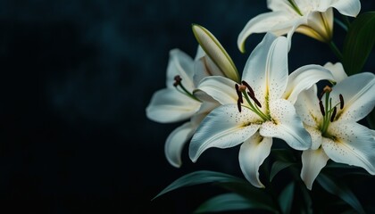 Obraz premium Several white lilies with visible stamens and petals are shown in detail against a dark backdrop; the image has a moody, low-key feel.