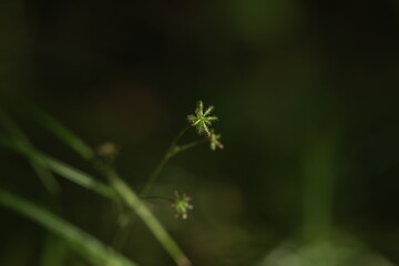 独特の形状をしたノブキの果実